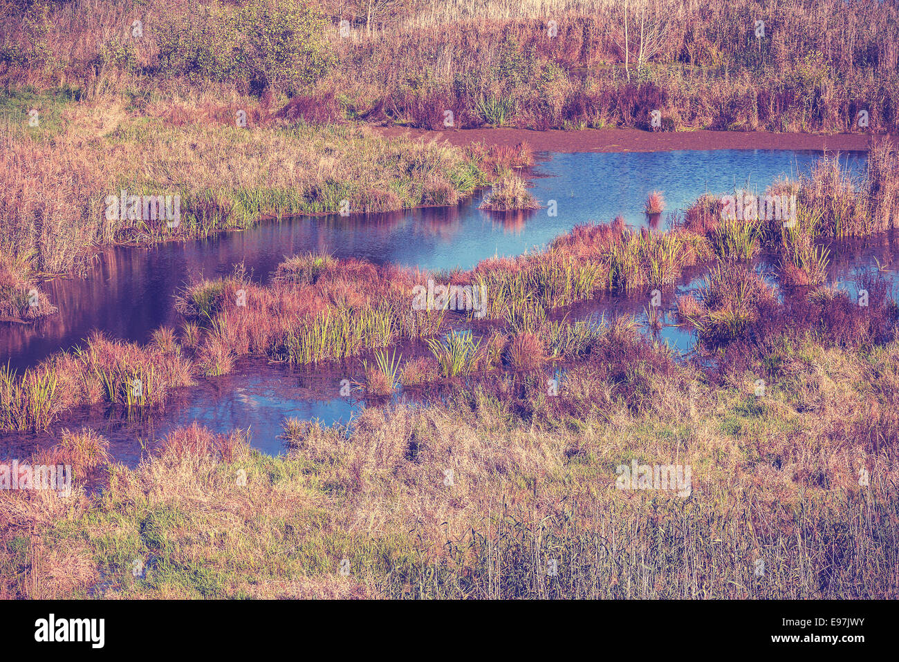 Vintage photo filtrée de pré, automne fond. Banque D'Images
