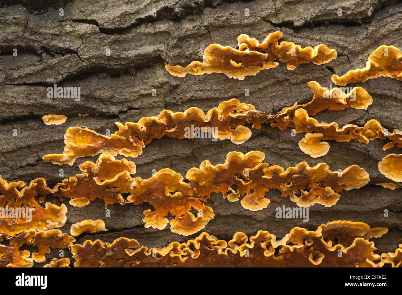 Presque vif orange éclatant Rideau brun croûte velu champignons forment couches sur du bois de chêne commun morts se propager sous l'écorce du tronc le long Banque D'Images