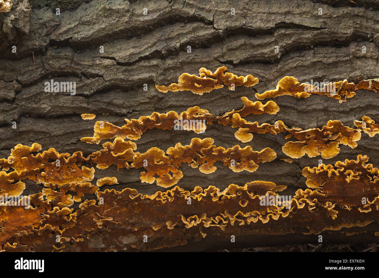 Presque vif orange éclatant Rideau brun croûte velu champignons forment couches sur du bois de chêne commun morts se propager sous l'écorce du tronc le long Banque D'Images
