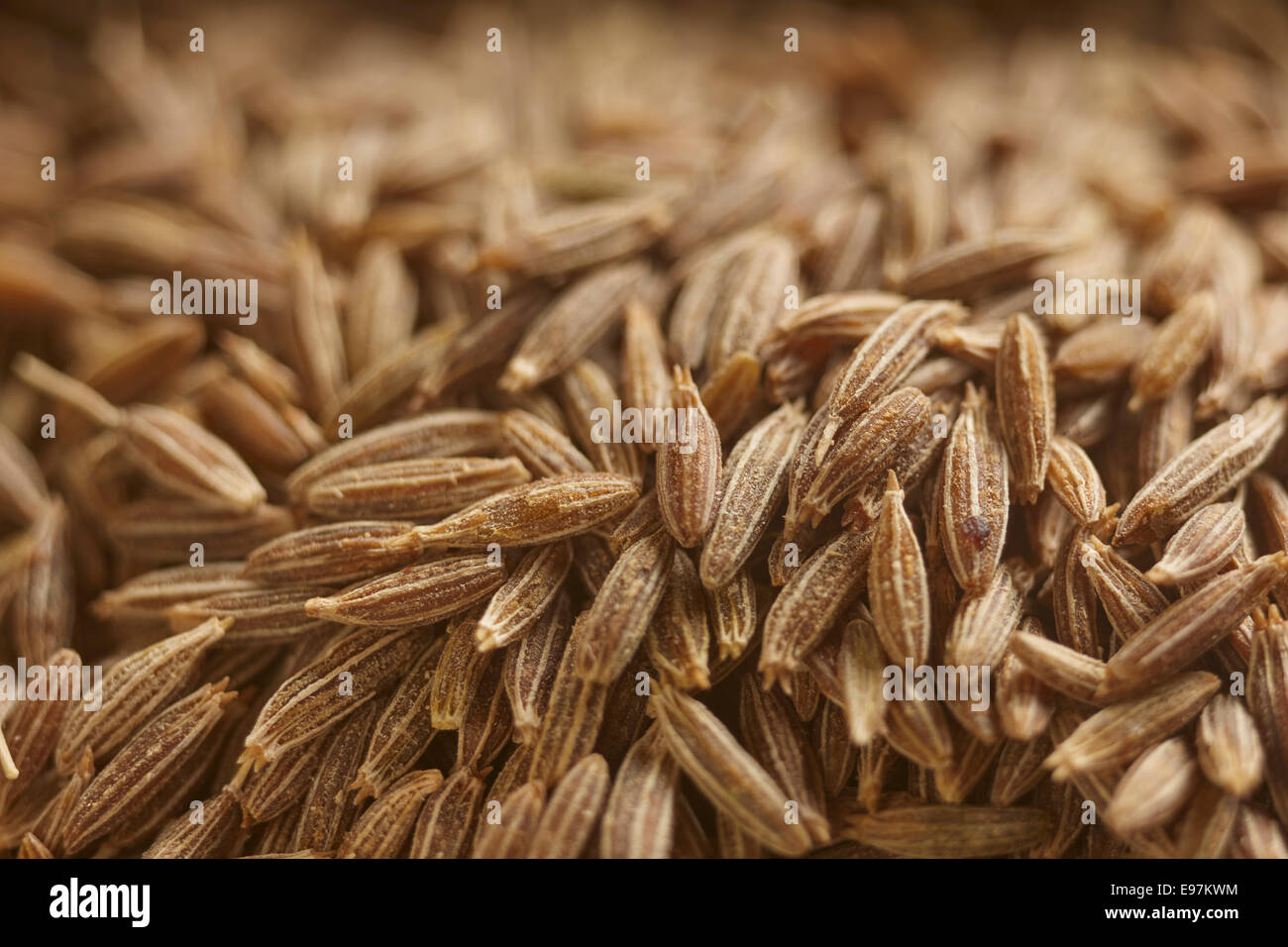 Cumin entier Banque D'Images