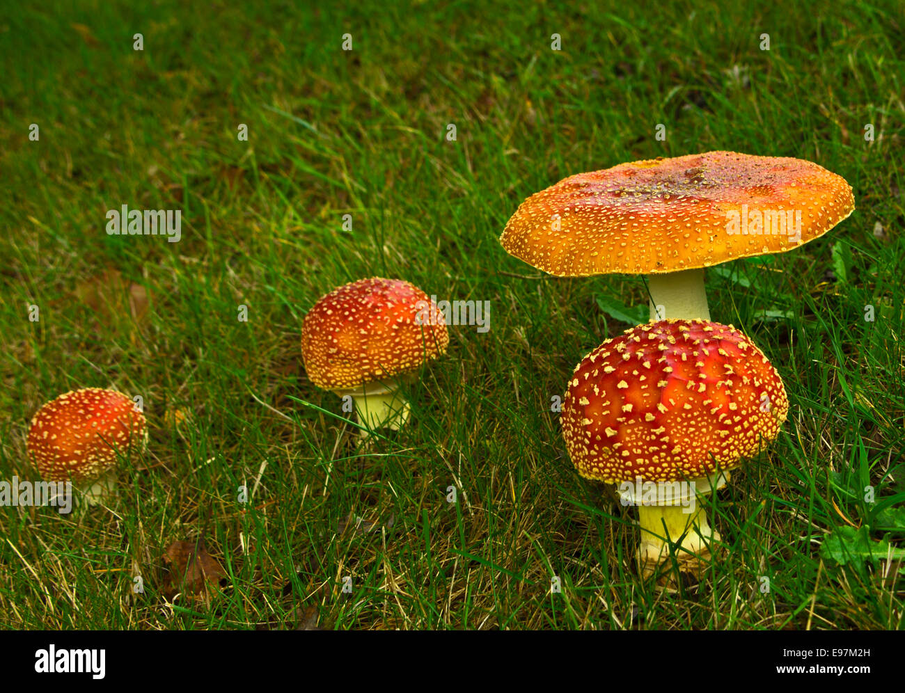 Agaric fly mushroom Amanita muscaria Banque D'Images