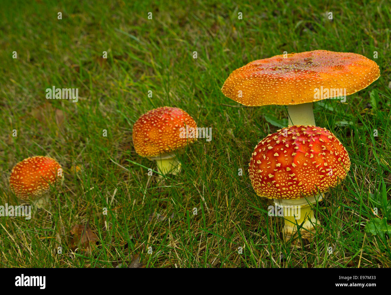 Agaric fly mushroom Amanita muscaria Banque D'Images
