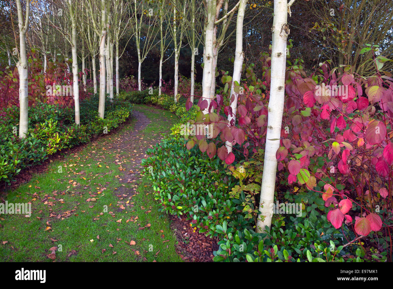 Himalayan Bouleaux Betula utilis jacquemontii var et tig Rouge Cardinal Cornouiller Cornus sericea à la mi-octobre Banque D'Images
