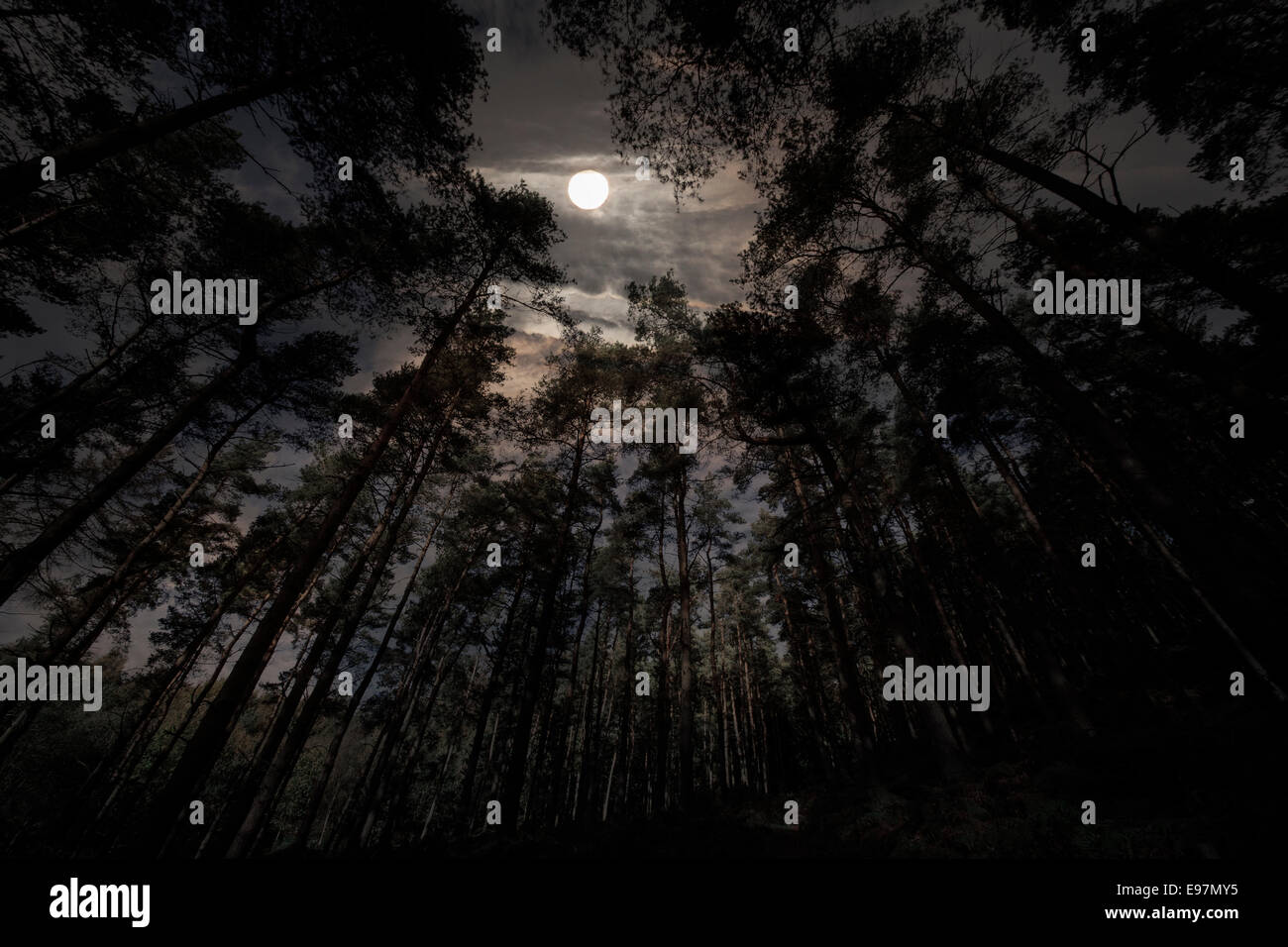 Moody ciel noir avec la lune qui brille à travers les arbres aux couleurs vives. Banque D'Images