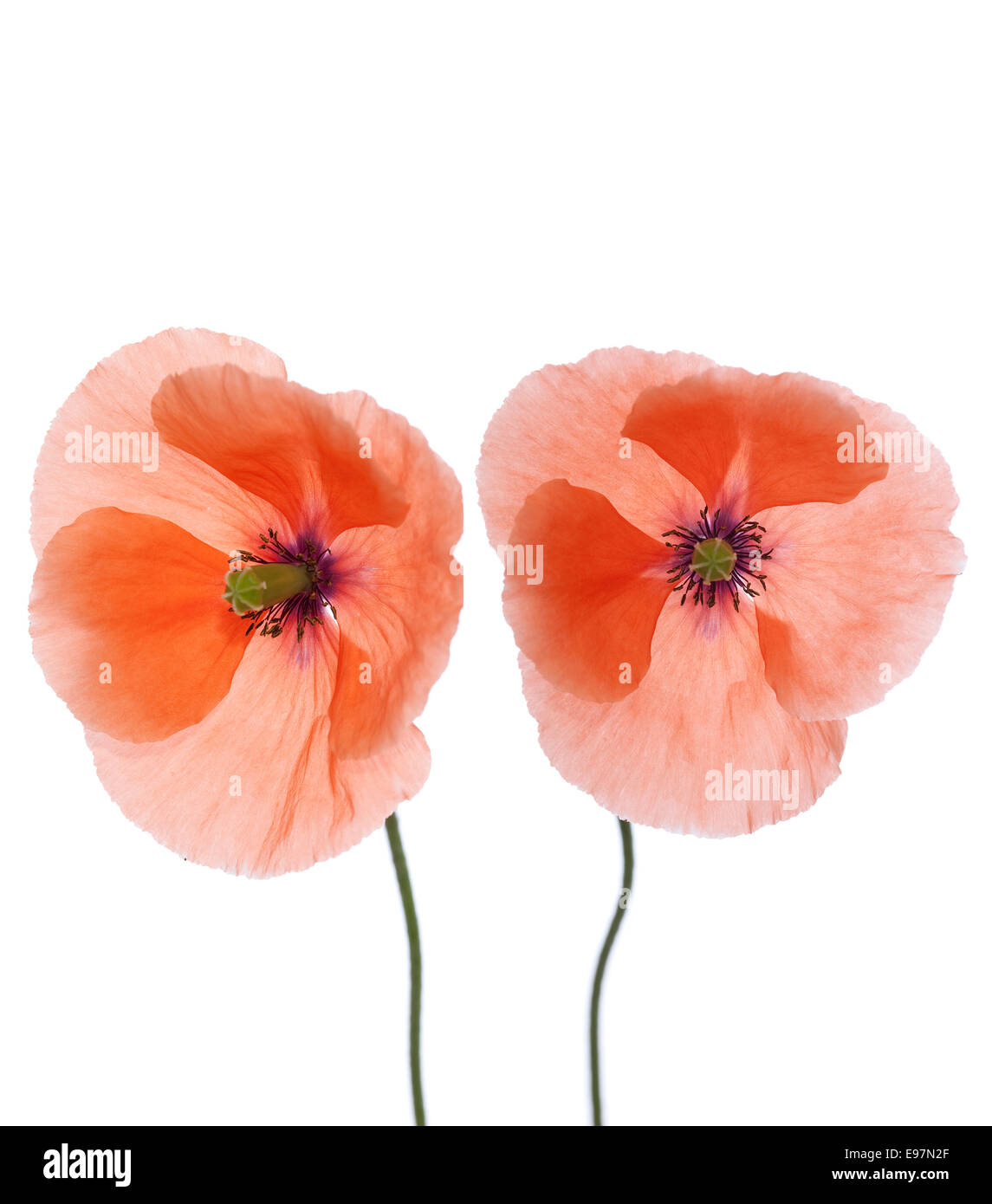 De rouge pavot (Papaver) avec tige sur fond blanc Banque D'Images