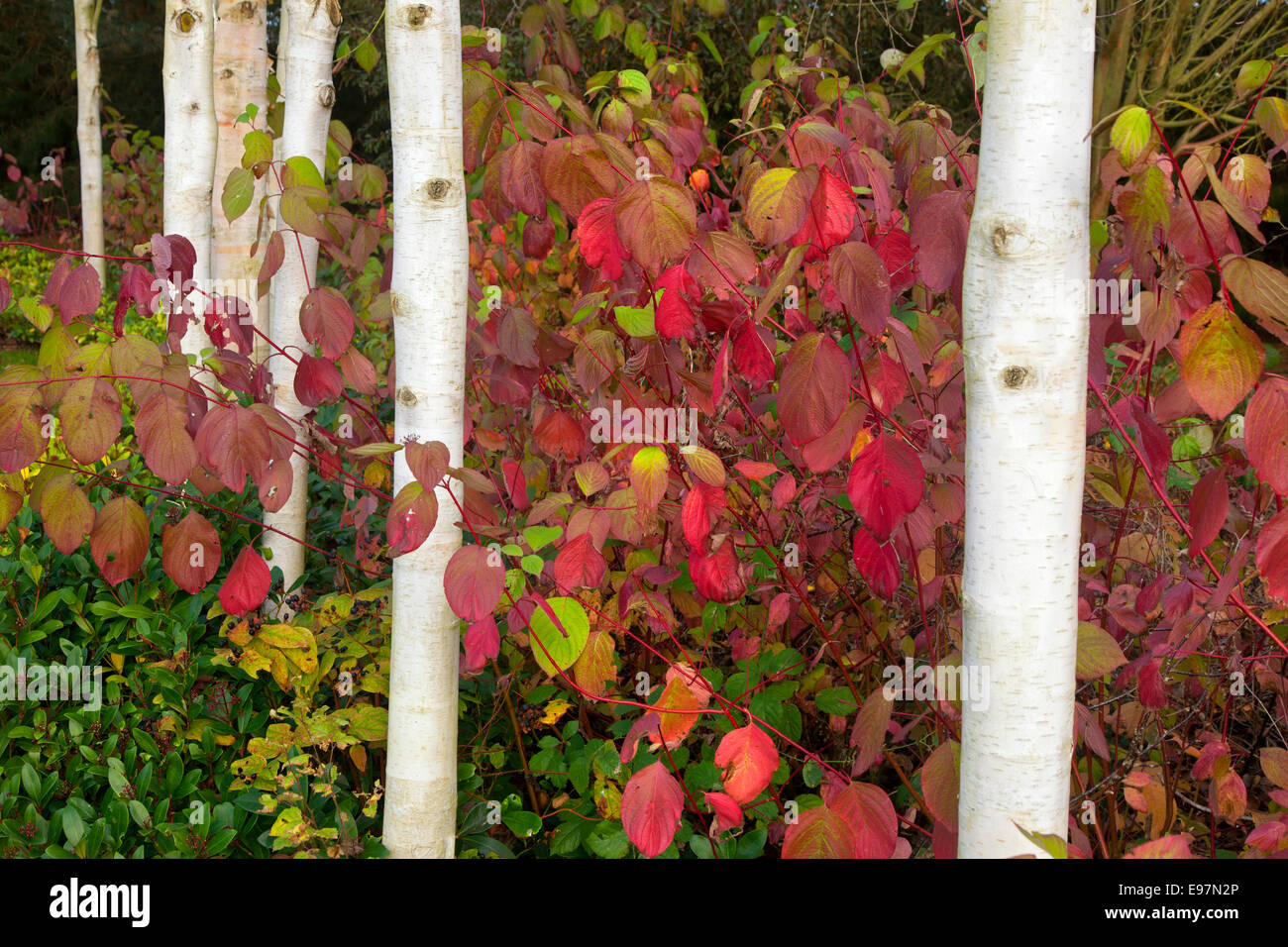 Himalayan Bouleaux Betula utilis jacquemontii var et tig Rouge Cardinal Cornouiller Cornus sericea à la mi-octobre Banque D'Images