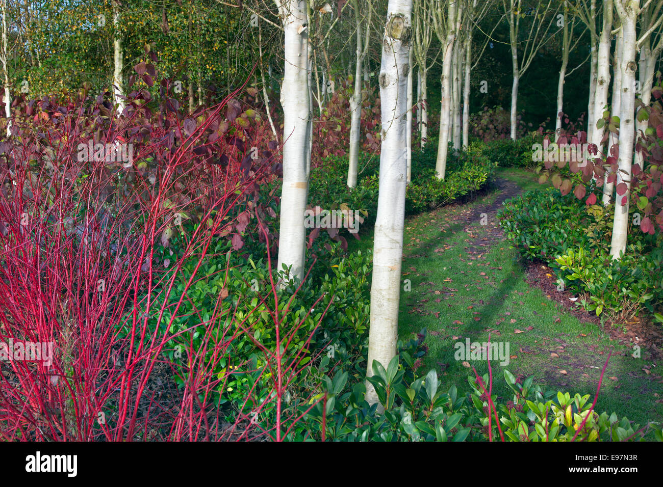 Biches himalayenne Betula utilis var jacquemontii et branche rouge le cardinal Cornus sericea à la mi-octobre Banque D'Images