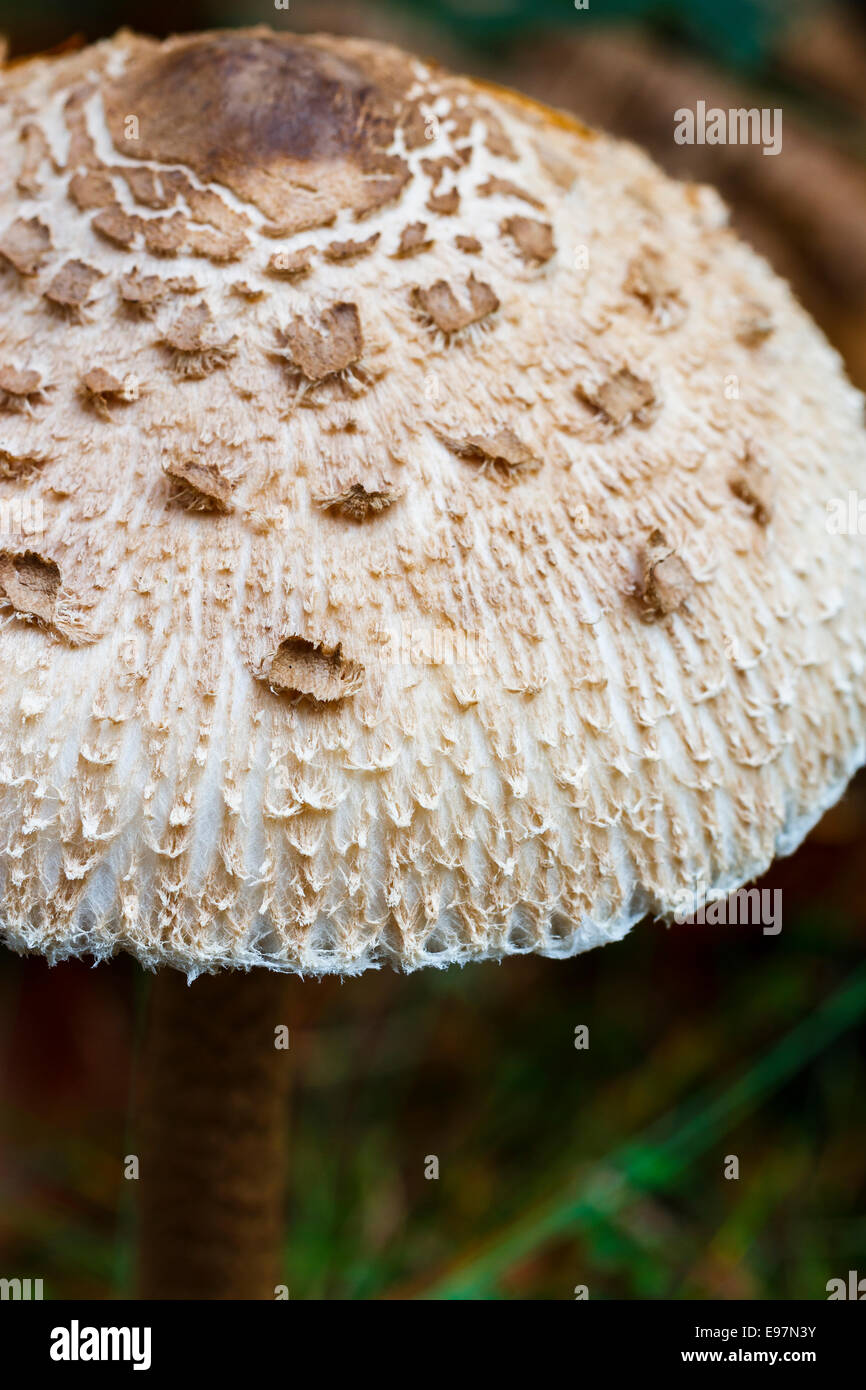 Coulemelle (Macrolepiota procera). Le Parc Naturel de Gorbeia. Gascogne, Pays Basque, Espagne, Europe. Banque D'Images