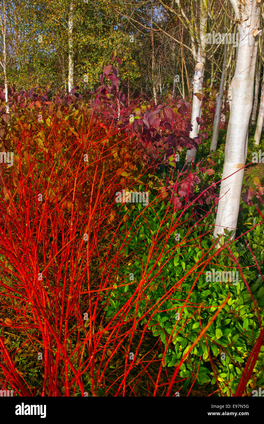 Himalayan Bouleaux Betula utilis jacquemontii var et tig Rouge Cardinal Cornouiller Cornus sericea à la mi-octobre Banque D'Images