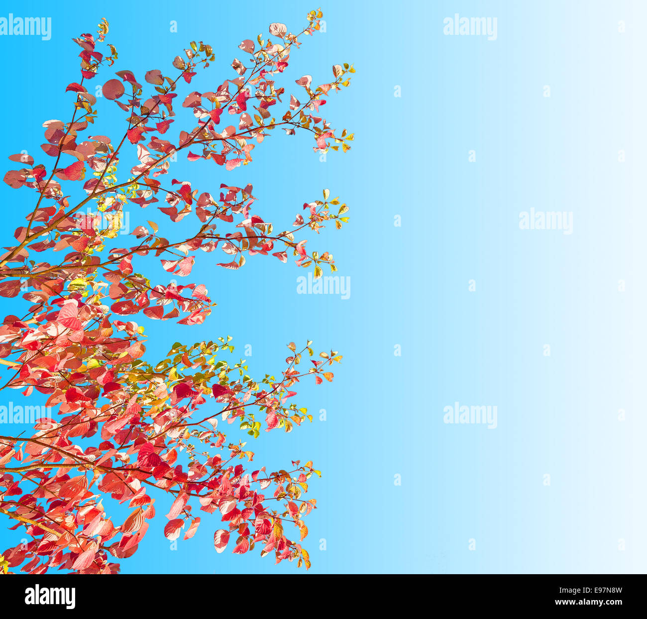 Les feuilles d'automne sur bleu ciel avec copie espace. Banque D'Images