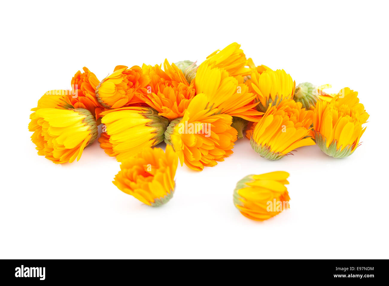 Inflorescence d'orange (Calendula officinalis) on white Banque D'Images