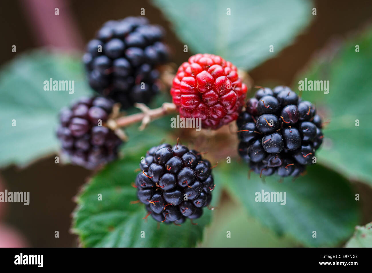 Rubus ulmifolius sauvages (Blackberry) avec des fruits. Le Parc Naturel de Gorbeia. L'Alava, Pays Basque, Espagne, Europe Banque D'Images