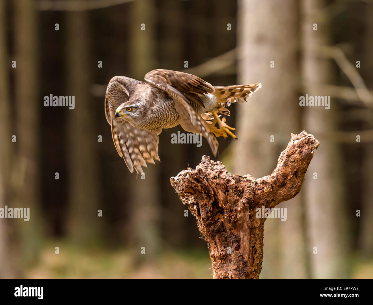L'Autour des palombes [Accipter Gentilis] dans un décor forestier forestiers, au décollage d'une fusée de l'arbre. Banque D'Images