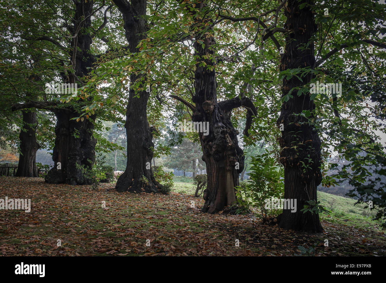 Une rangée d'anciens arbres de châtaignier doux à Warley place, dans l'Essex. Le jardin surcultivé et abandonné de la maison de Miss Ellen Willmott, horticultrice Banque D'Images
