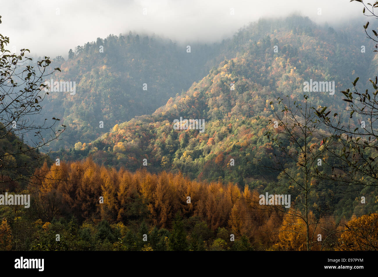 Les couleurs de l'automne dans les montagnes de points comme les nuages brumeux stationnaire à leur sommet dans la réserve forestière de Li Zi Ping dans la province du Sichuan Banque D'Images
