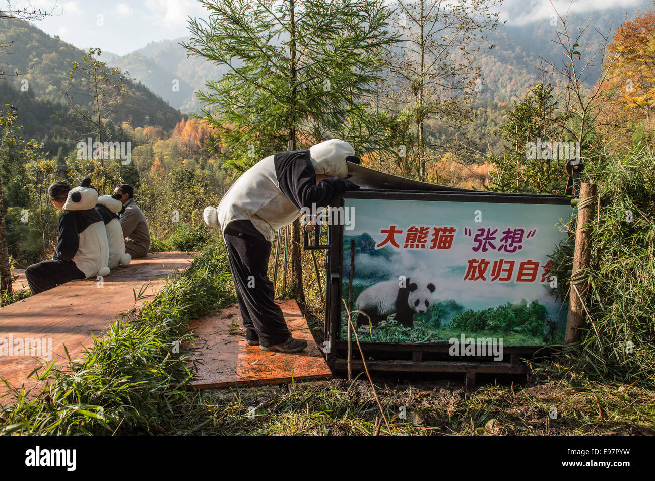 China's Grand Panda Research Center du jour un panda nommé né en captivité Zhang Xiang (pensée d'espoir') en nature Liziping R Banque D'Images