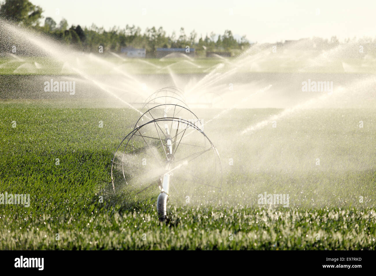 L'irrigation agricole à l'aide d'un système sprinkleur ligne roue Banque D'Images