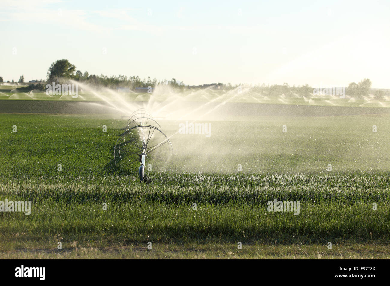Des terres agricoles irriguées par un système de gicleurs ligne de roue. Banque D'Images
