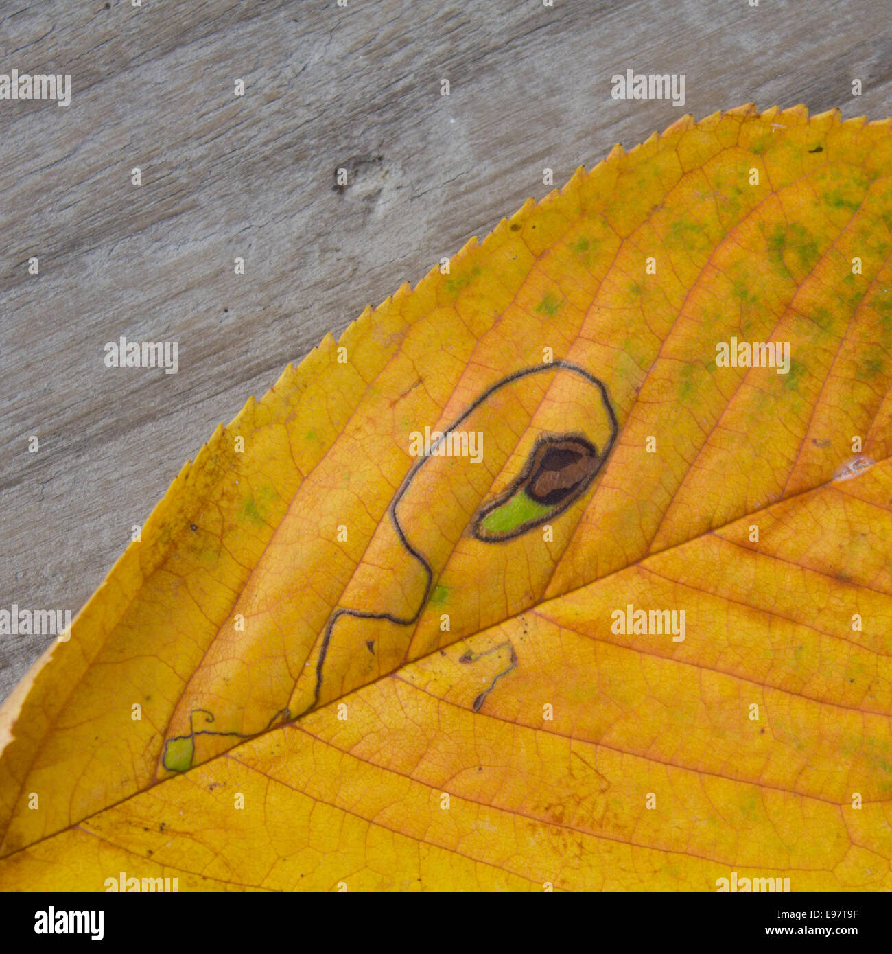 Feuille jaune avec dessin naturel Banque D'Images