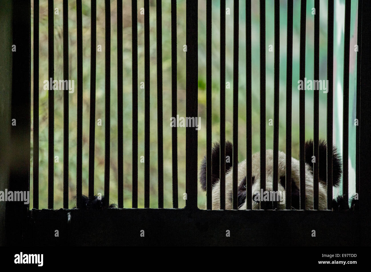 Un gardien en bambou apporte à l'intérieur de l'enceinte d'un panda géant qui est en cours de formation pour les lâcher dans la nature à l'Daliang Natu Banque D'Images