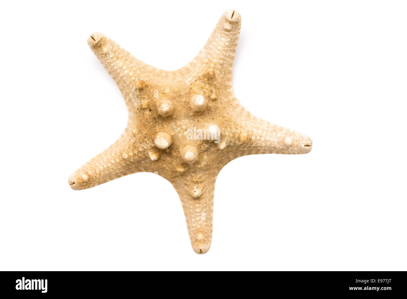 Sea Star Isolated On White Banque D'Images