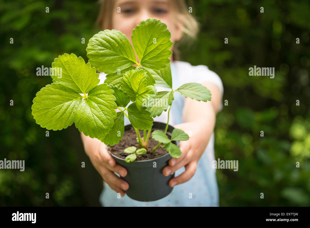 Girl gardening, holding potted plant Banque D'Images