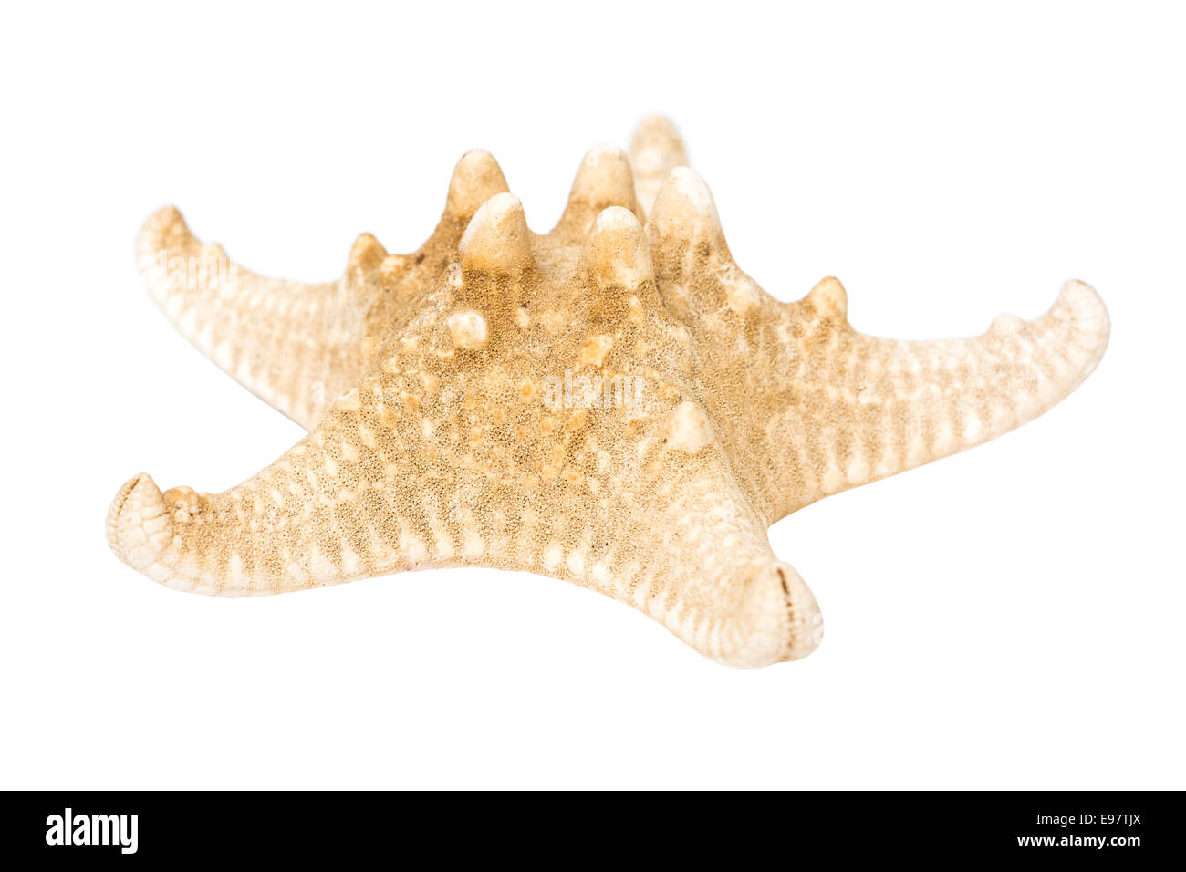 Sea Star Isolated On White Banque D'Images