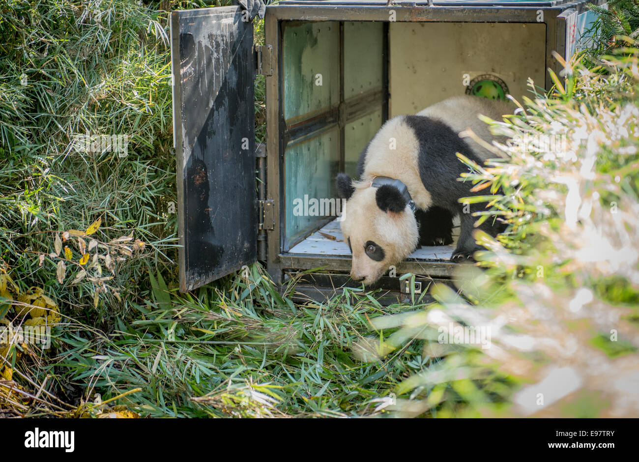 La Chine a libéré deux ans, né en captivité panda géant nommé Zhang Xiang - un nom qui signifie justement l'espoir - dans la nature, Novembe Banque D'Images