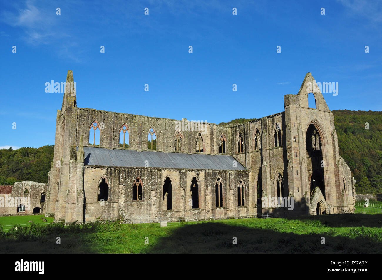 Abbaye de Tintern (ruines de l'abbaye cistercienne de Tintern,), Monmouthshire, Wales Banque D'Images