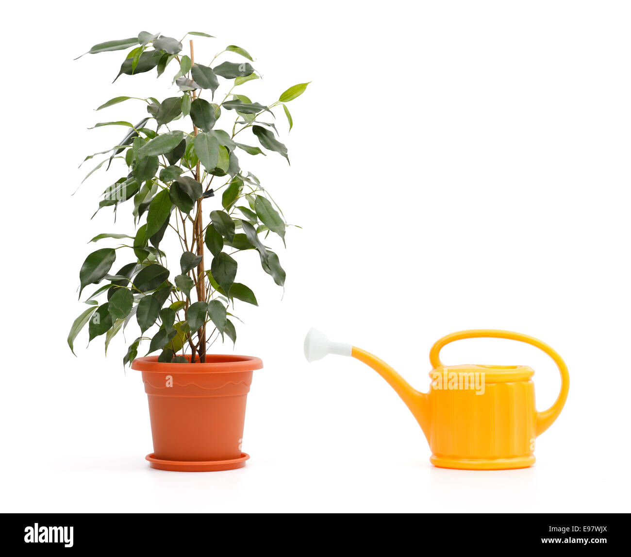 Ficus benjamina fleurs en pot et jaune peut saupoudrer Banque D'Images