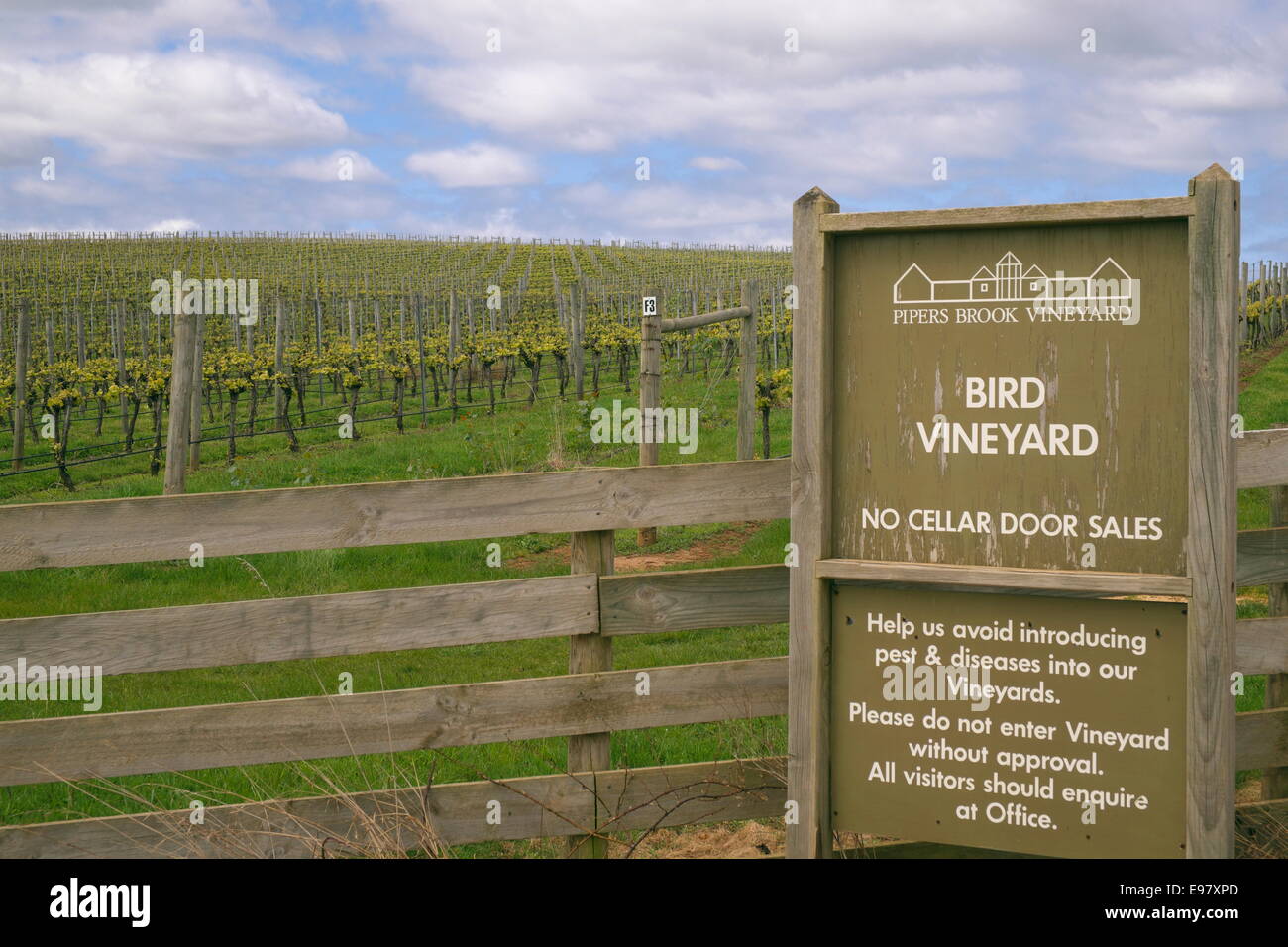 Vignoble d'oiseaux à Pipers brook vignoble sur la route des vins de Tasmanie au nord-est de Launceston, Tasmanie, Australie Banque D'Images