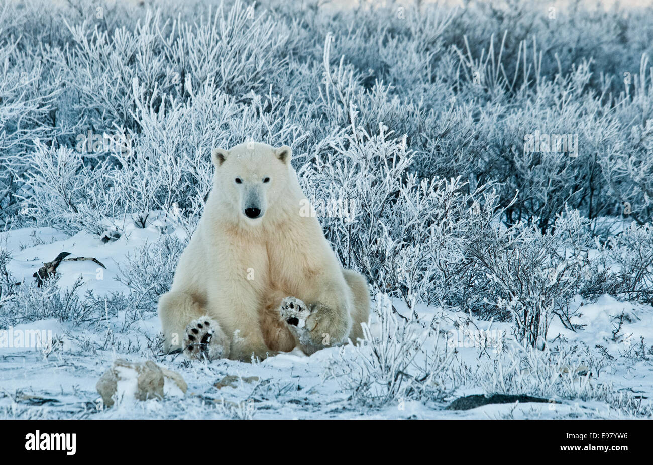 L'ours blanc, Ursus maritimus, assis parmi les wiilows dans le gel, près de Hudson Bay, Cape Churchill, Manitoba, Canada Banque D'Images