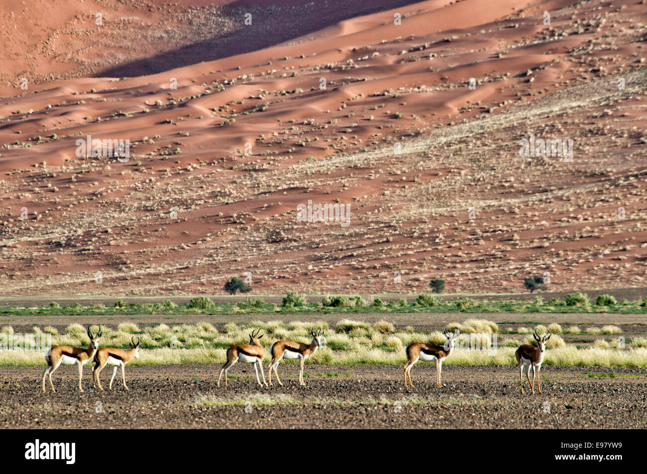 Troupeau de springbok, Antidorcas marsupialis, dans Nabib-Naukluft, Parc national du désert de Namib, Sossusvlei, Namibie, Afrique du Sud Banque D'Images