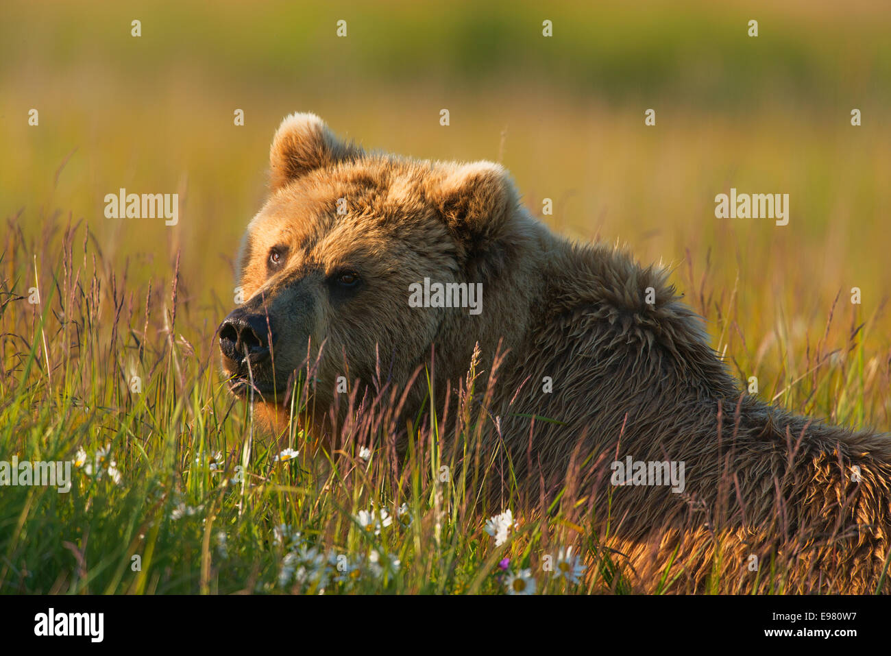 Un ours brun d'Alaska sowl couché dans un champ de graminées carex. Lake Clark National Park Banque D'Images