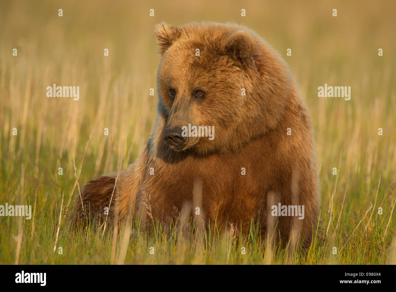Un ours brun d'Alaska sow assis dans un champ de graminées carex. Lake Clark National Park, Alaska Banque D'Images
