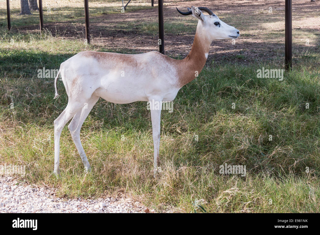 La gazelle dama à Natural Bridge Wildlife Ranch. Banque D'Images