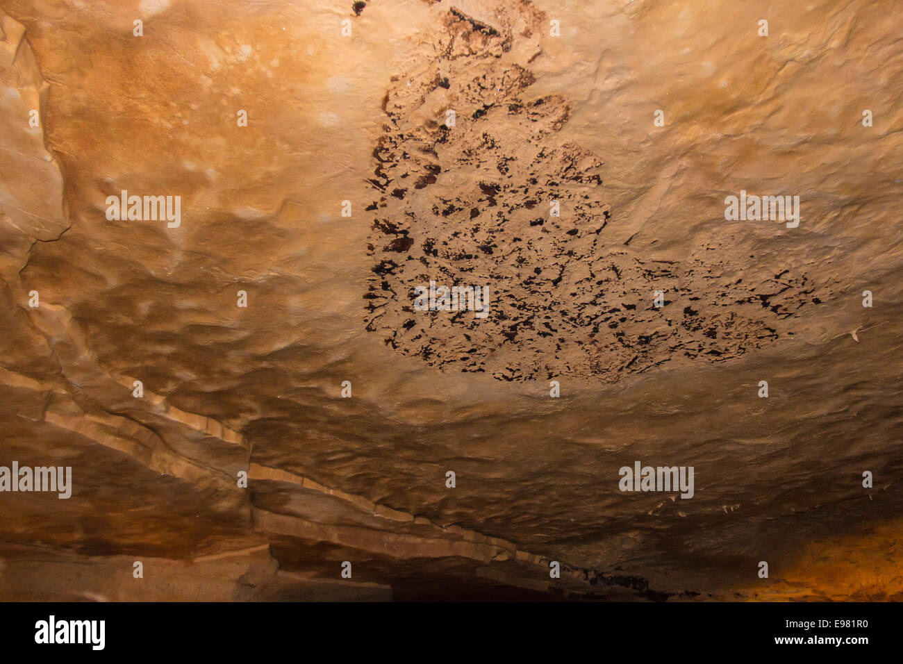 Bat Guano sur plafond à Natural Bridge Caverns dans le centre du Texas