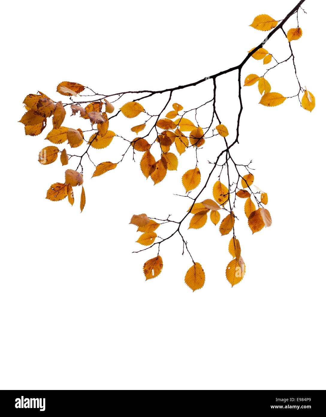 D'automne jaune feuilles sur l'arbre branche isolated on white Banque D'Images