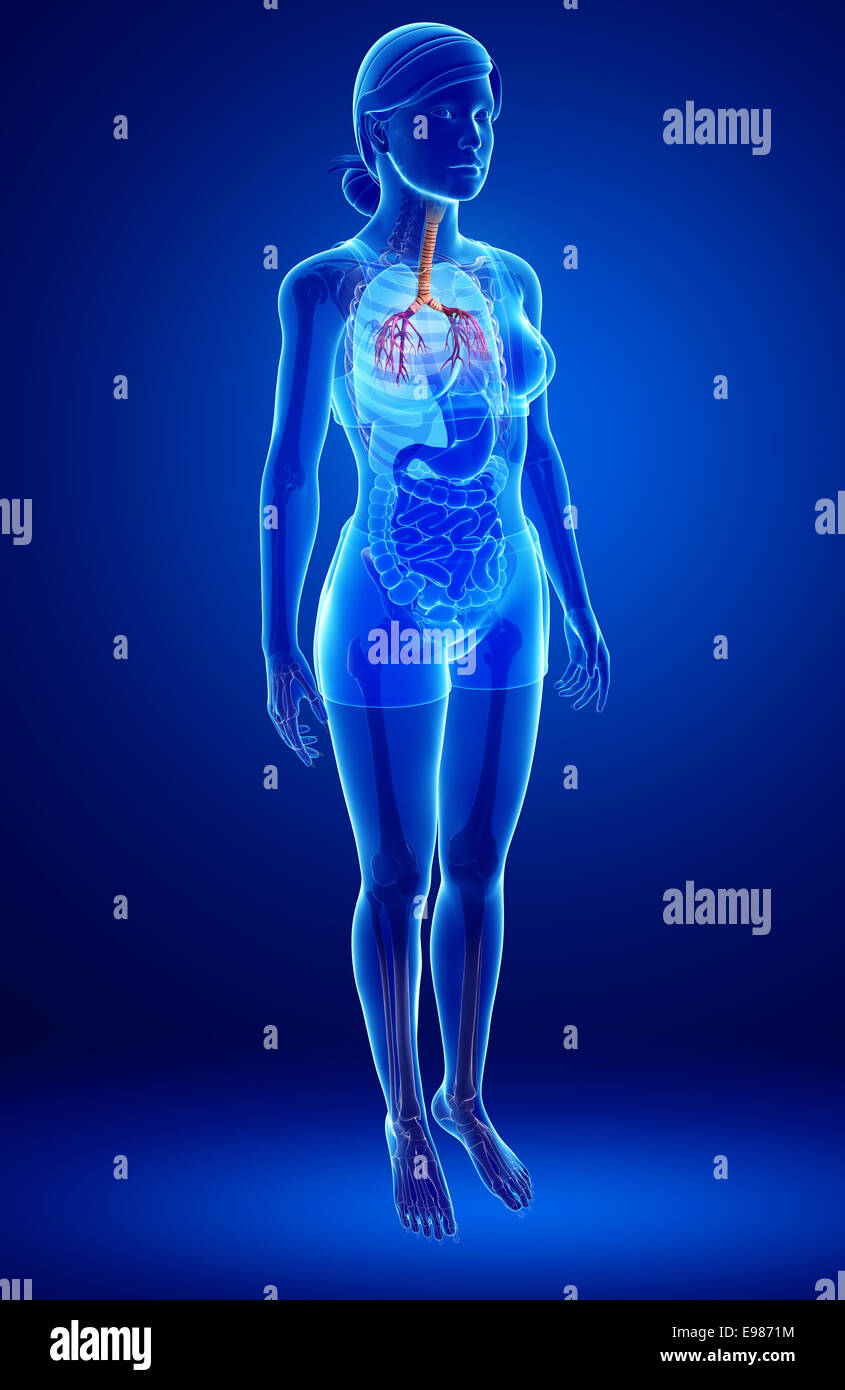 Illustration de l'anatomie de la gorge femelle Banque D'Images