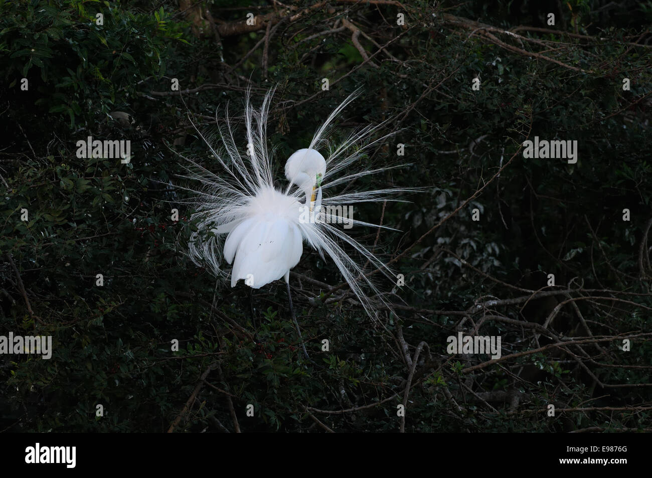 Grande Aigrette flying assis dans la végétation de Gatorland près d'Orlando montrant l'accouplement il y a de plumes. Floride, États-Unis Banque D'Images