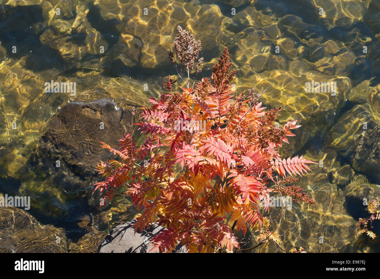 Rhus ou sumac croître au-dessus du lac à Thunder Bay, Ontario, Canada Banque D'Images