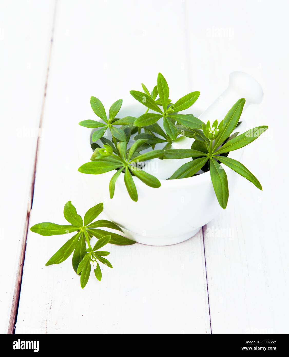 Sweet Woodruff dans un mortier avec un pilon en bois blanc sur un arrière-plan pour les concepts d'ingrédients alimentaires Banque D'Images