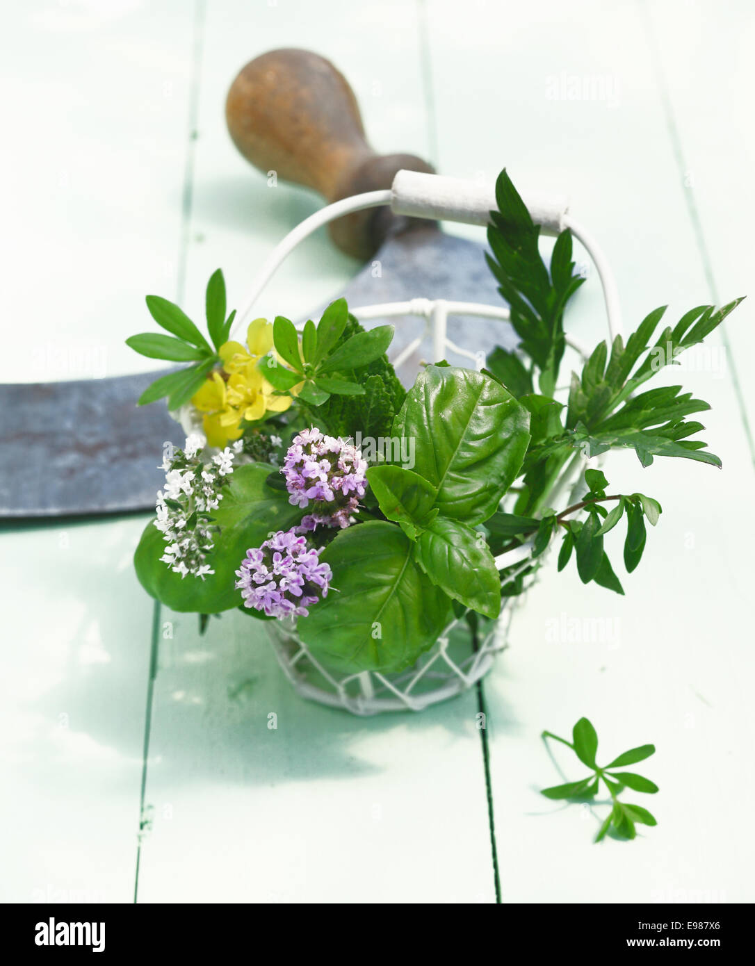 Bouquet Garni dans un panier métallique. En face d'un vieux couteau hachoir sur fond de bois. Le thym, Woodruff , basilic et menthe à l'extérieur pour les ingrédients alimentaires des concepts. Banque D'Images