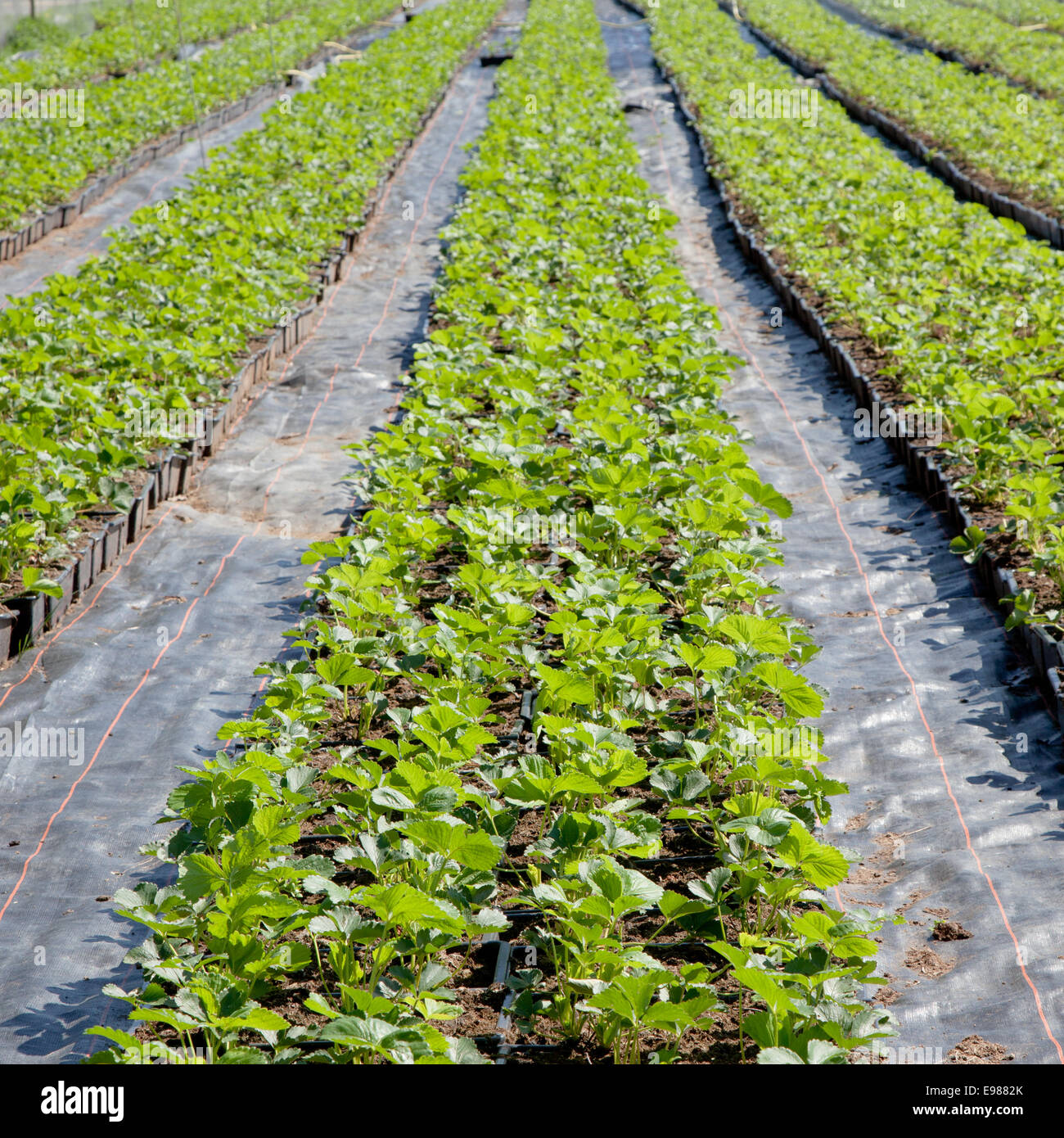 Champ de fraises avec de jeunes plants de fraisier Banque D'Images