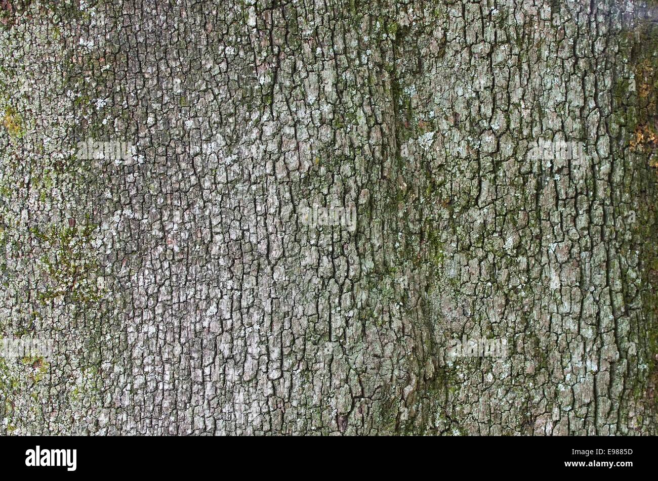 Rinde Steineiche - holm écorce de chêne 01 Banque D'Images