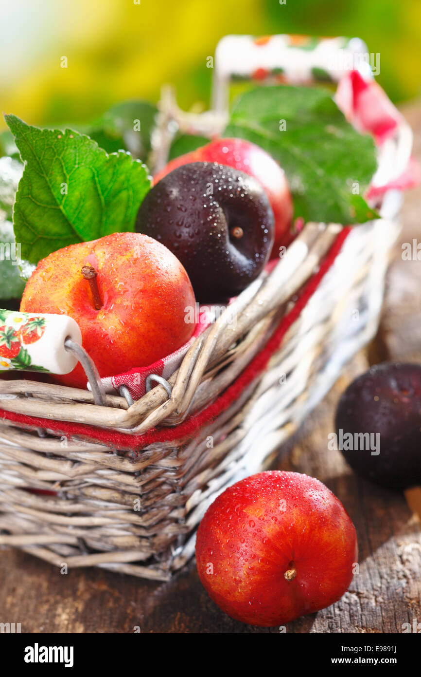 Mûres fraîchement cueillies damson et prunes rouges dans un panier en osier rustique en plein air sur une vieille table en bois Banque D'Images