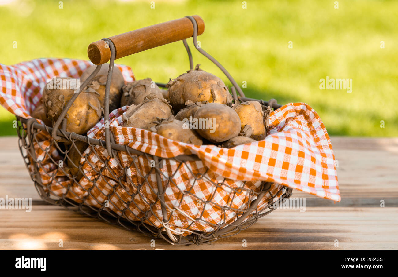Nouveaux frais les pommes de terre dans un tissu à carreaux dans un panier métallique, sur une table en bois, à l'extérieur Banque D'Images