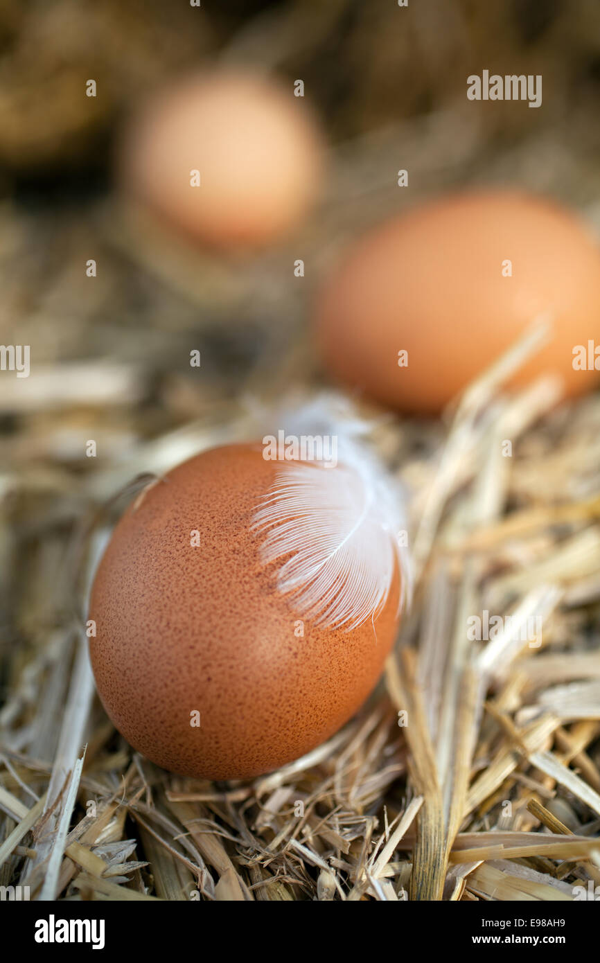 Close-up d'oeufs frais, source de protéines naturelles, sur la paille Banque D'Images