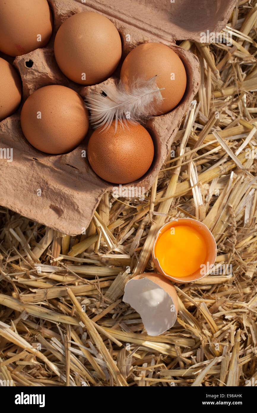 Vue de dessus d'une boîte de brown sain oeufs frais de la ferme avec une plume et un œuf cassé pour révéler le jaune d'œuf sur un lit de paille Banque D'Images