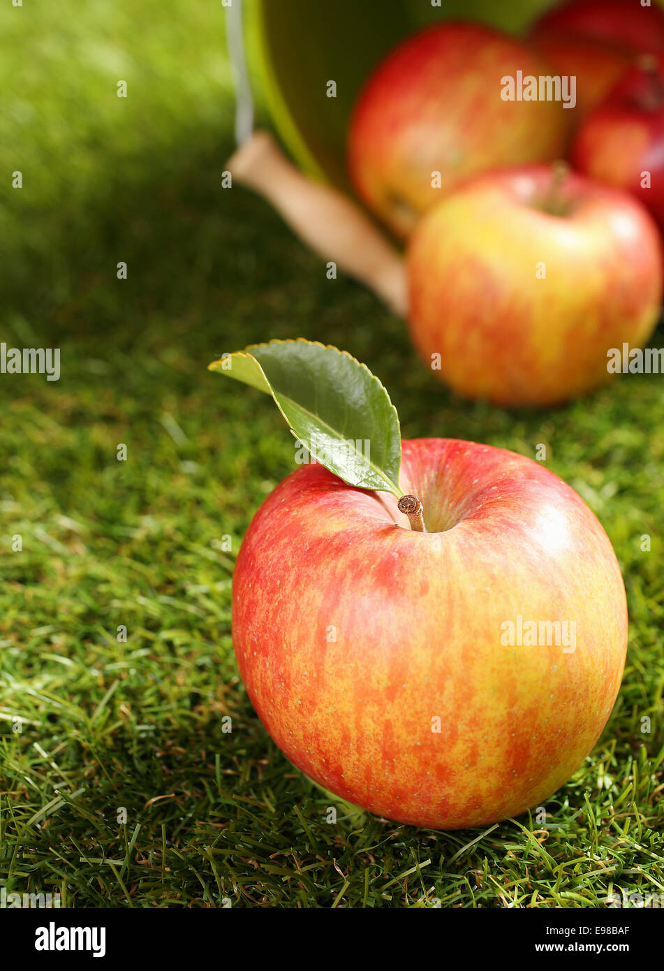 Delicious apple frais allongé sur l'herbe verte en face d'un seau renversé plein de fruits fraîchement récoltés dans un pays jardin Banque D'Images